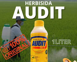 Audit 486 SL